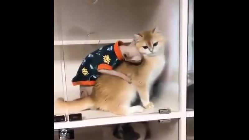 киса