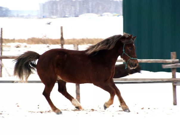 мезенская лошадь. мезенская лошадь. мезенская лошадь. мезенская порода лошадей. печорская порода лошадей.