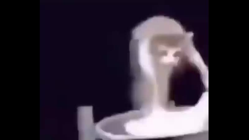 Кошечка стирает белье