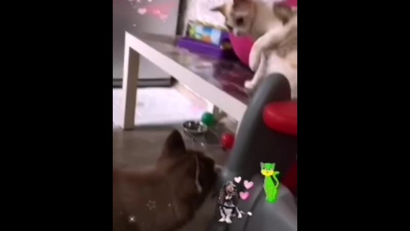 Девон рекс и хаски... 🐕🐈